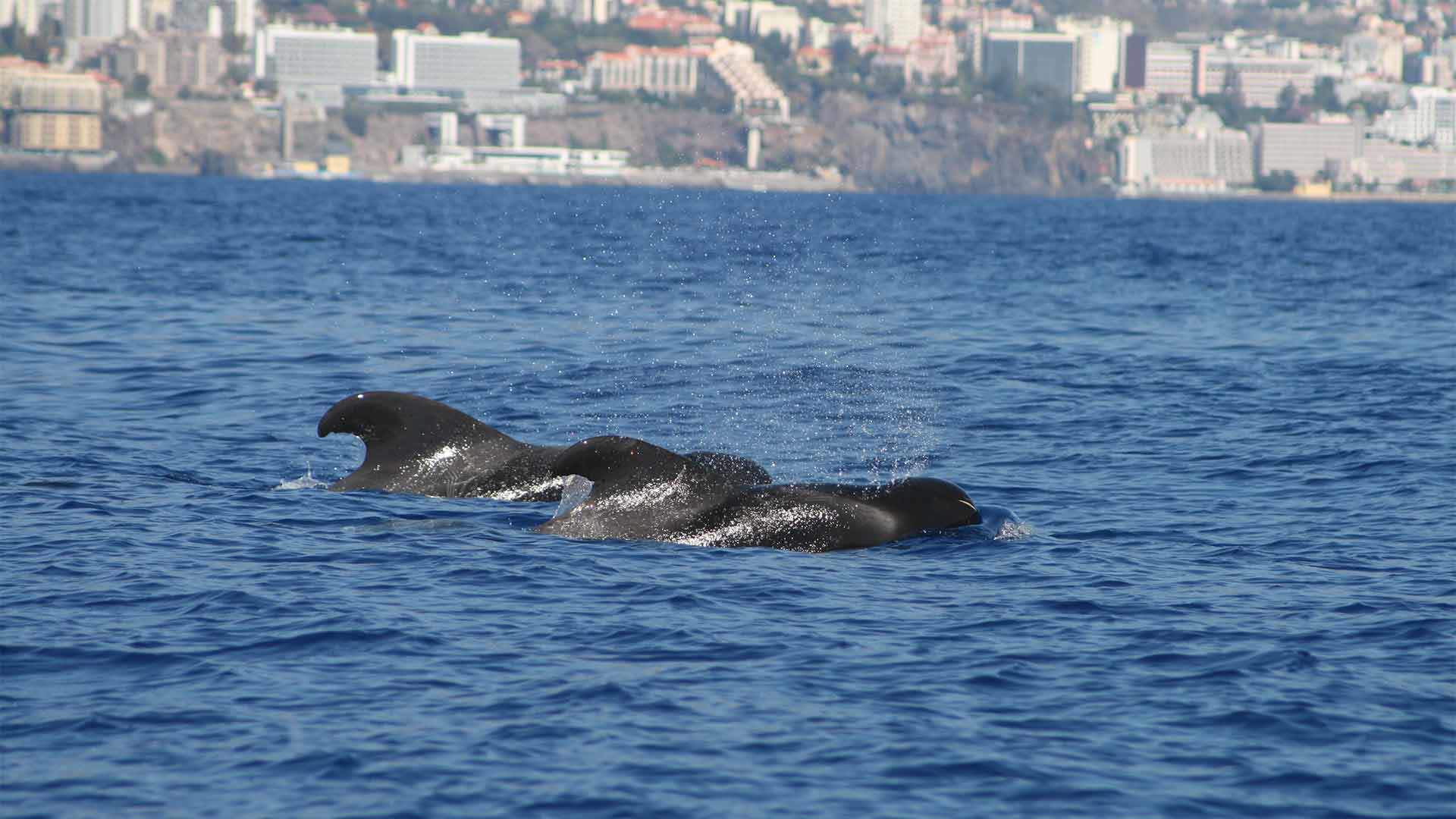 avistamiento de ballenas y delfines madeira 9