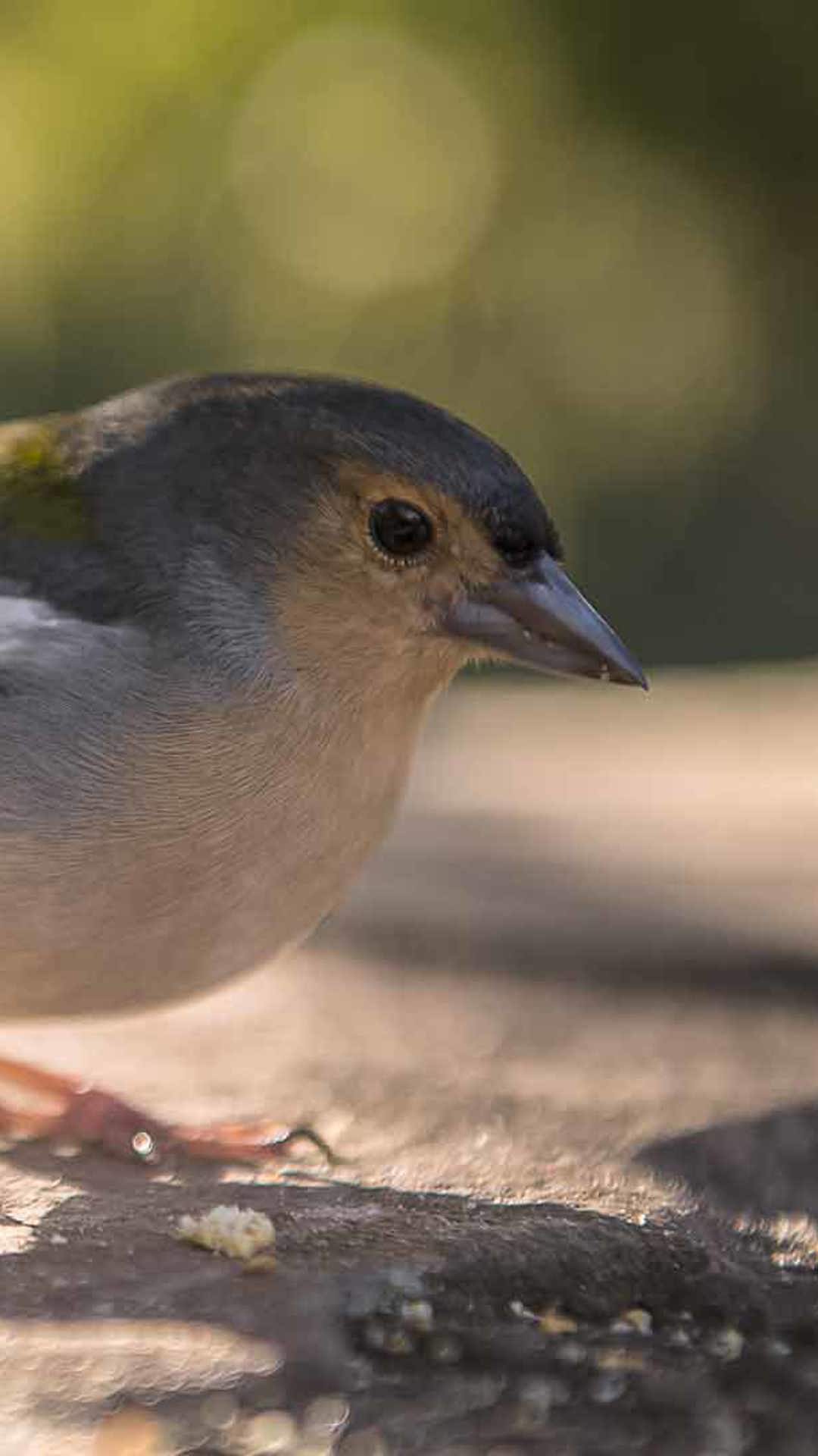 observación de aves en madeira 1